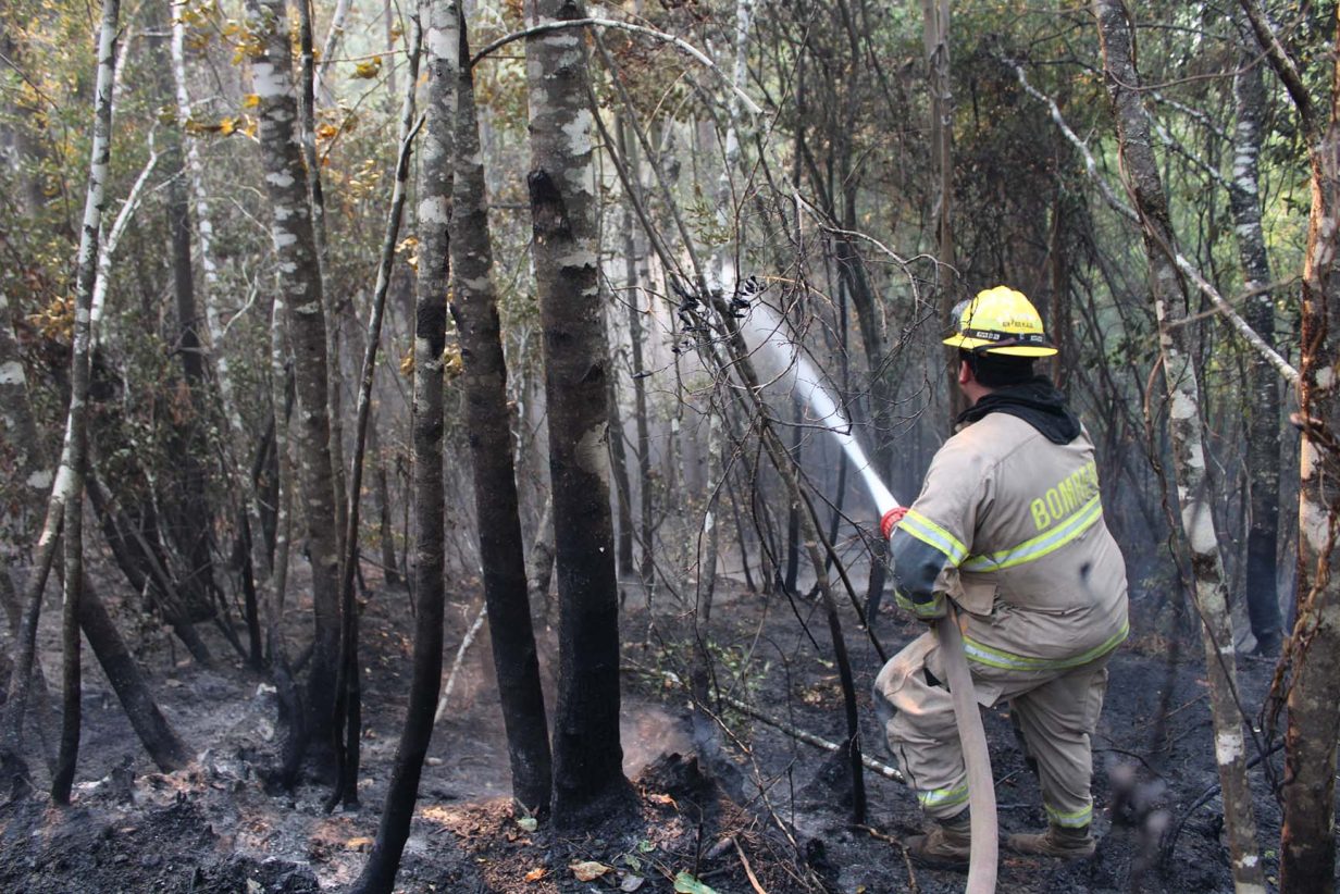 M S De Mil Hect Reas Han Sido Afectadas Por El Fuego En Hualqui