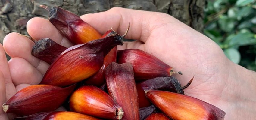 Cómo tener una araucaria en casa: recomendaciones para plantar un piñón