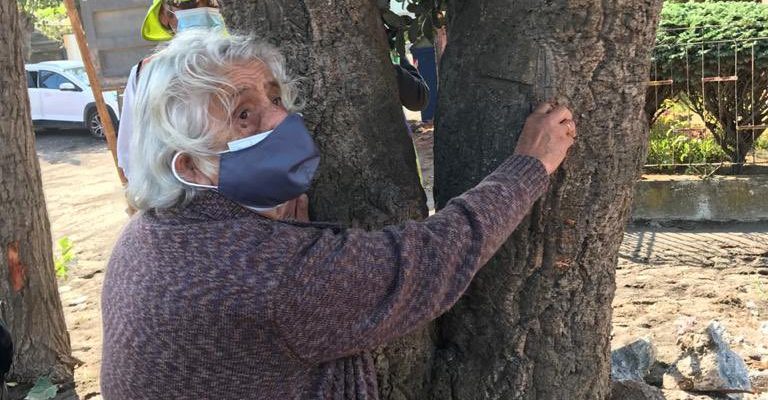 Piden que ley de protección de árboles en la ciudad lleve por nombre  