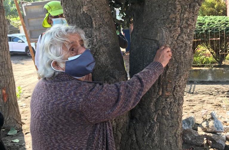 Medio Ambiente ¿cuál Es El Valor De Los Arboles Para La Ciudad