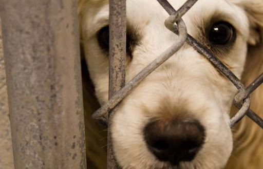 El Aporte De Coaama En La Rehabilitación Y Adopción De Perros
