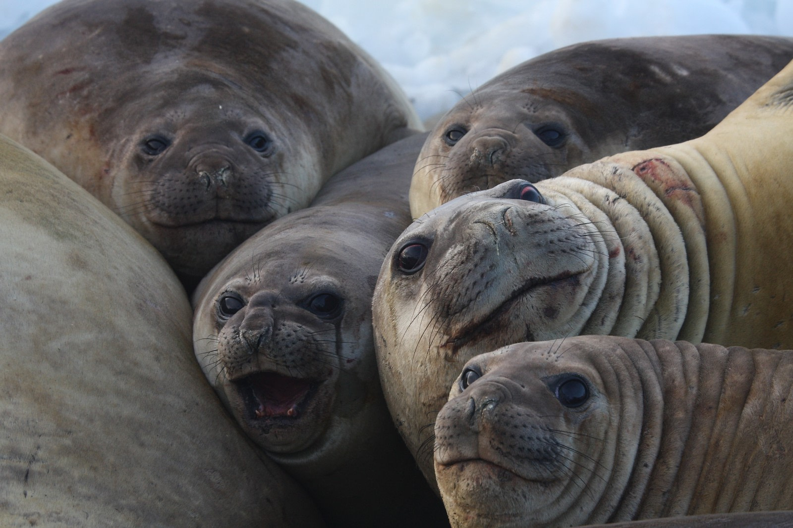 5 especies marinas que te llamarán la atención registradas en Chile