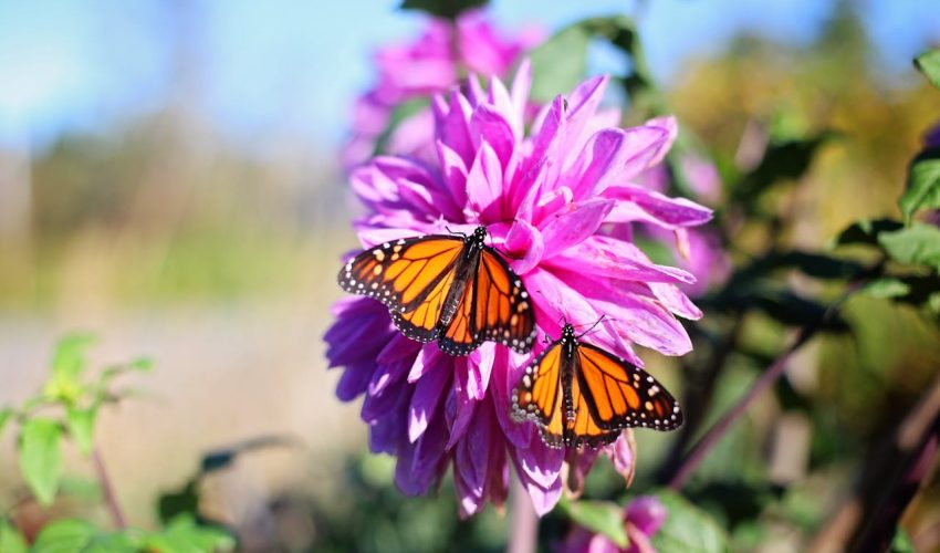 El Mundo De Las Mariposas Polillas Y D Pteros Todo Lo Que Debes Saber