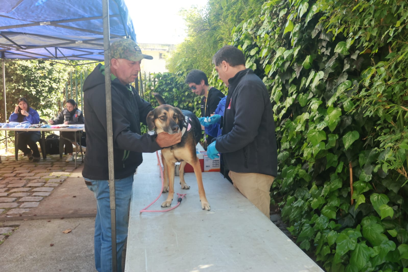 Concepción: vacunan perros de forma gratuita en el Día Mundial de la ...